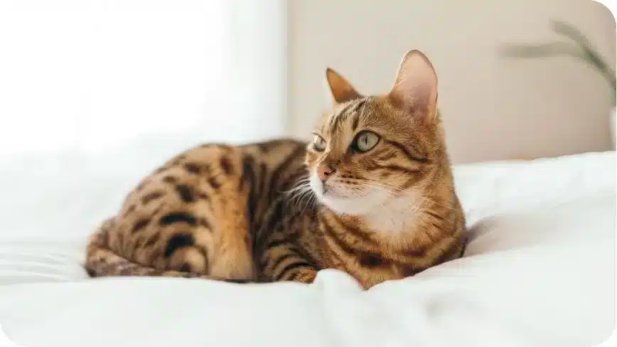 The Bengal Cat With A Brown Cat Is Lying  