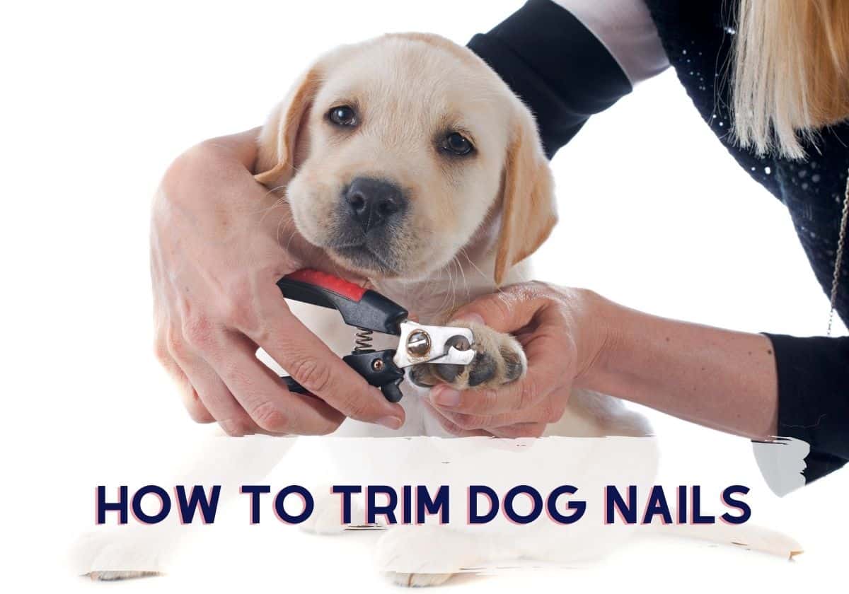 How to trim dog nails - The woman is cutting your dog nails