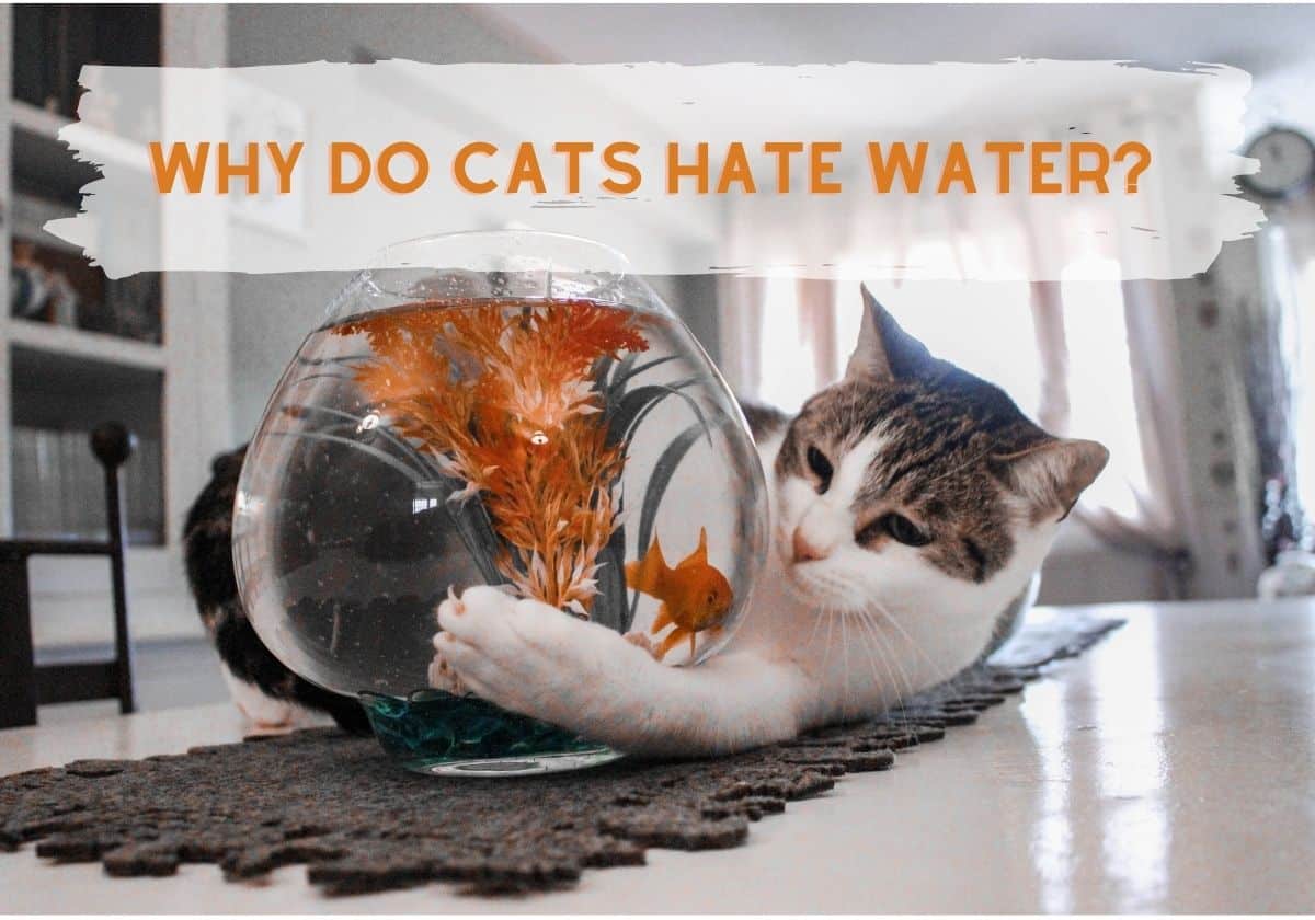 Why Do Cats Hate Water - The cat is playing with aquarium