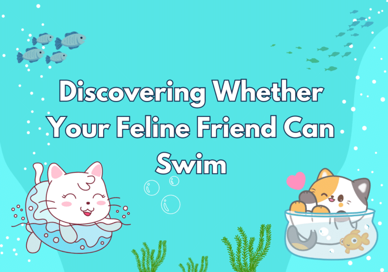 Unlocking The Mystery Of Can Cats Swim