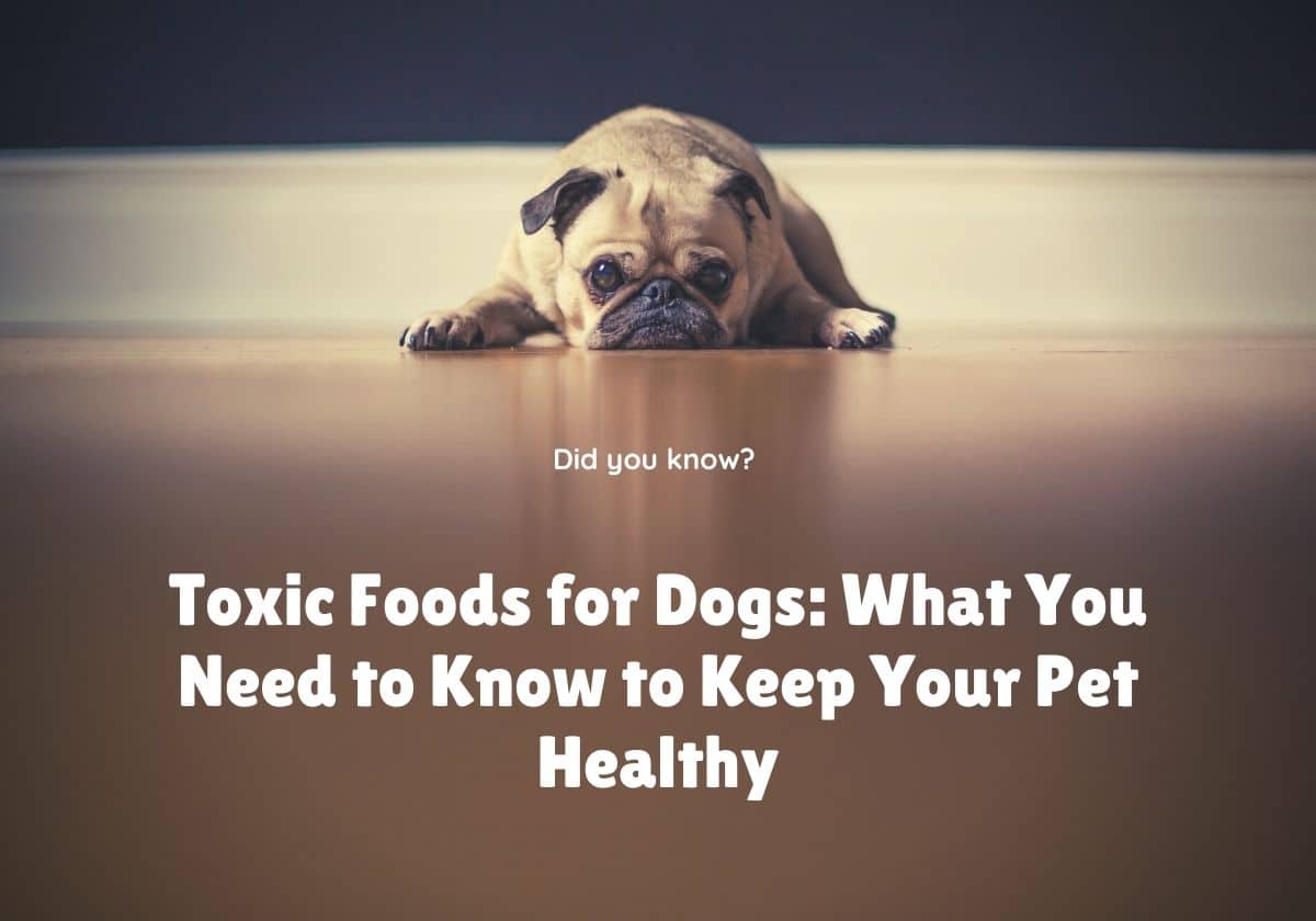 Toxic Foods for Dogs: What You Need to Know to Keep Your Pet Healthy