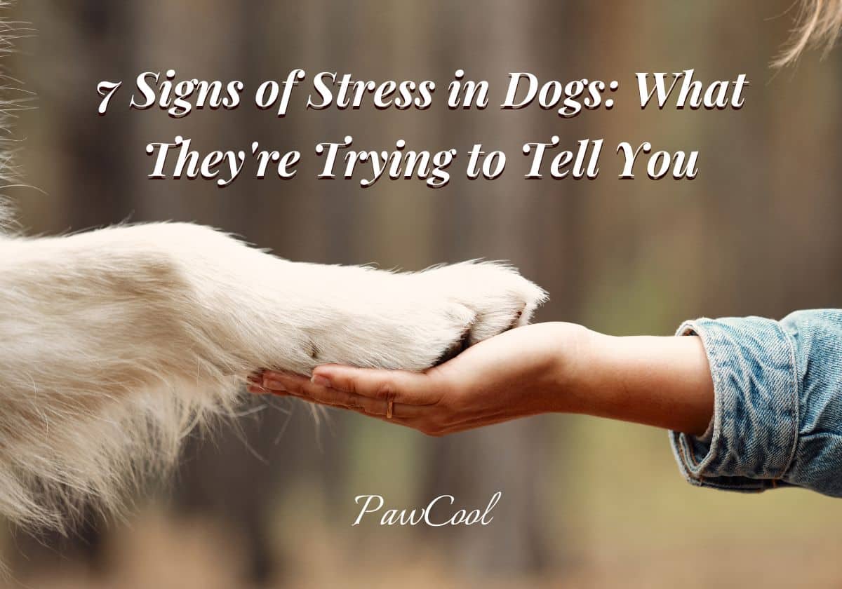 7 Signs of Stress in Dogs What They're Trying to Tell You