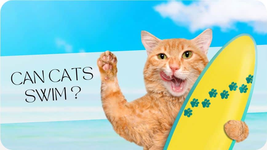 Can Cats Swim - Can Cats Swim | Pawcool ™