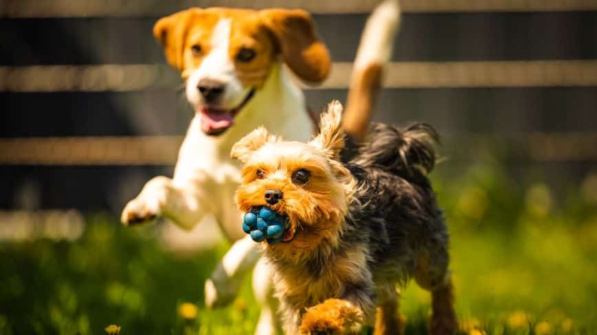 Creating A Positive Environment - How To Get Dogs To Share Toys | Pawcool ™