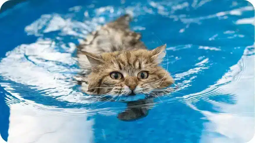 Do All Cats Like Water - Can Cats Swim | Pawcool ™