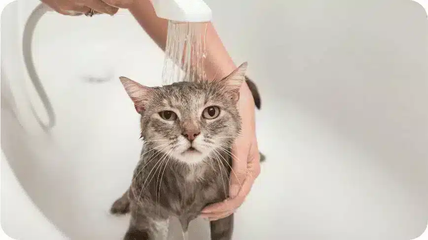 Cat Taking A Bath