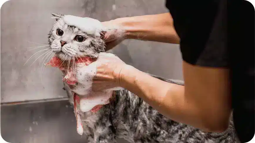 Professional Cat Grooming In The Cabin