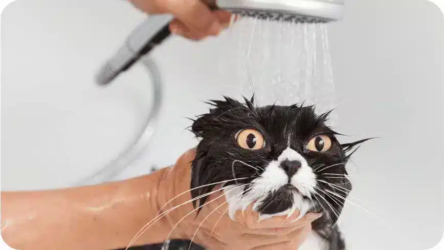 Bathing A Cat