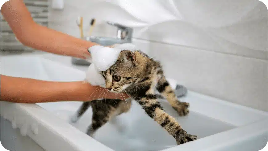 A Woman Bathes A Cat In The Sink.