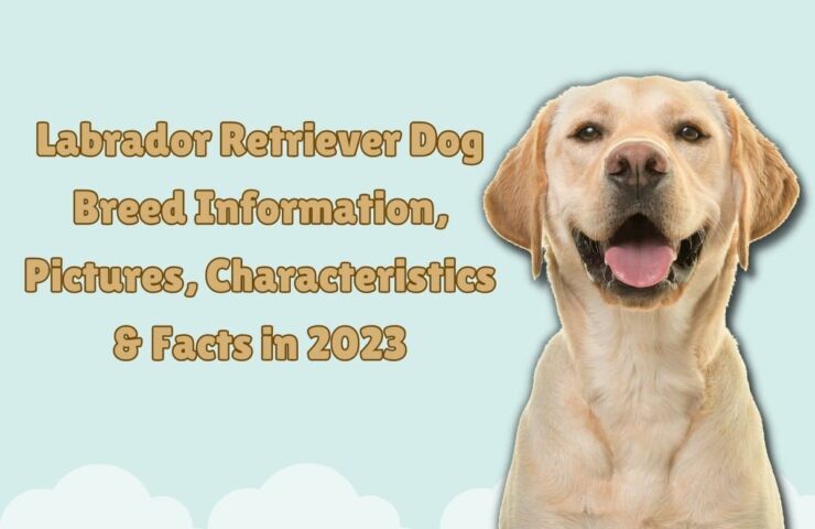 Labrador Retriever Dog Breed Information, Pictures, Characteristics, Facts in 2023