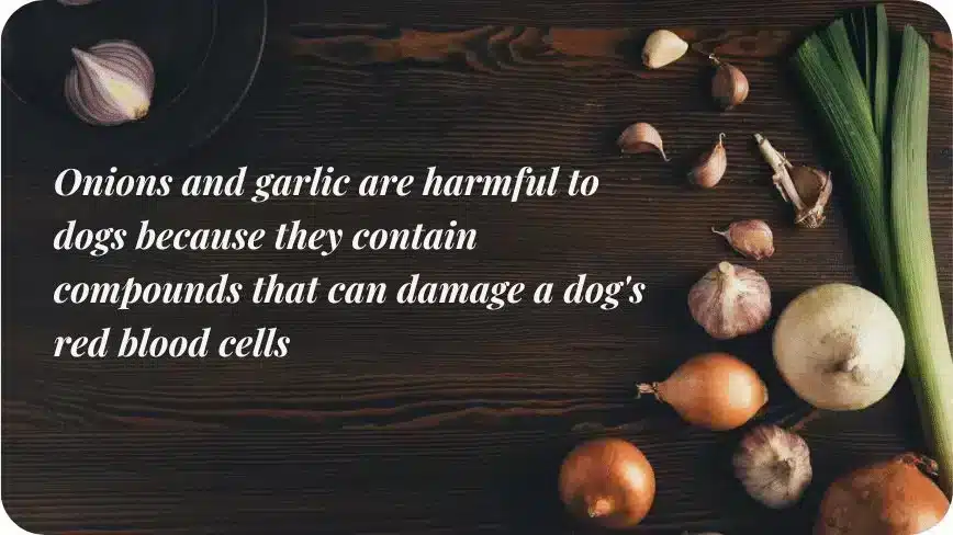 Lesser Known Toxic Foods For Dogs 4 - Toxic Foods For Dogs | Pawcool ™
