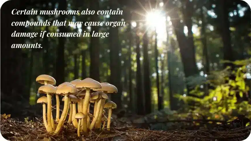Certain Mushrooms Also Contain Compounds That May Cause Organ Damage If Consumed In Large Amounts