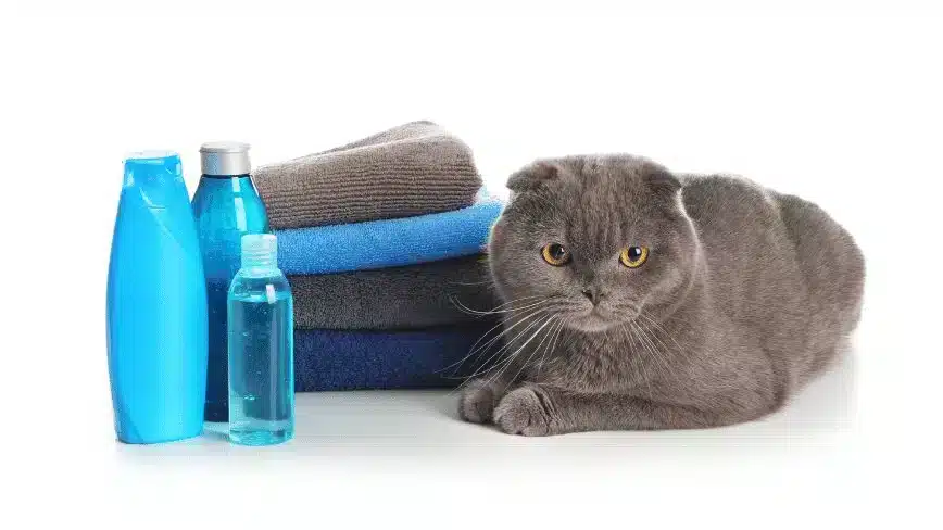 Preparing For Cat Bath - How To Bathe A Cat | Pawcool ™