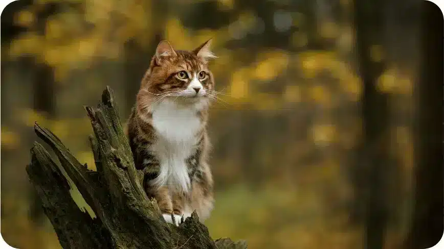 Kurilian Bobtail Cat Walk Outdoor In Forest