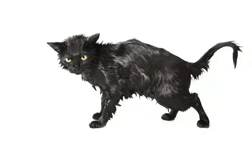 Black Cute Soggy Cat After A Bath, Funny Little Demon