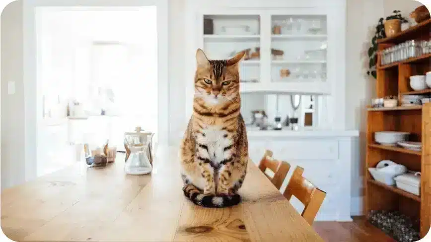 Striped Cat In Modern Home