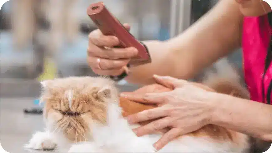 A Cat Being Groomed During A Live Competition At A Grooming Show 