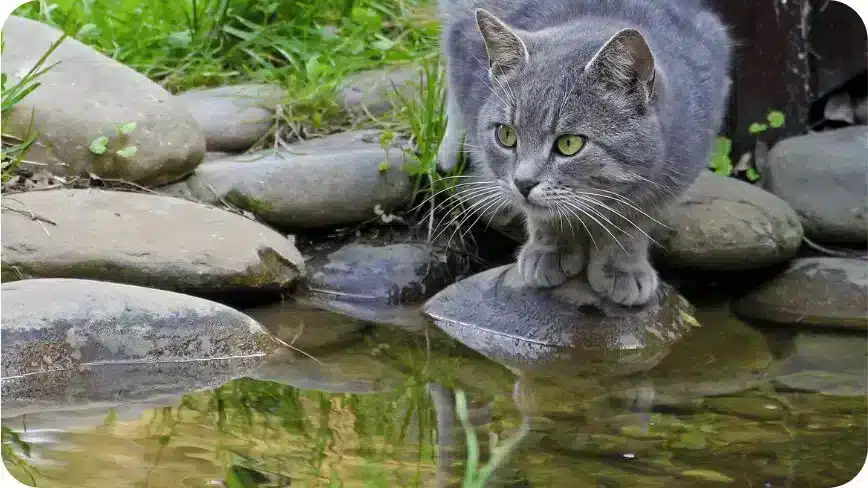 Gray Green-Eyed Cat Stands On A Stone By The Stream And Looks Into The Distance