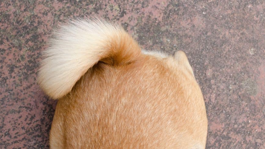 Tucked Tail In Dogs - Signs Of Stress In Dogs | Pawcool ™