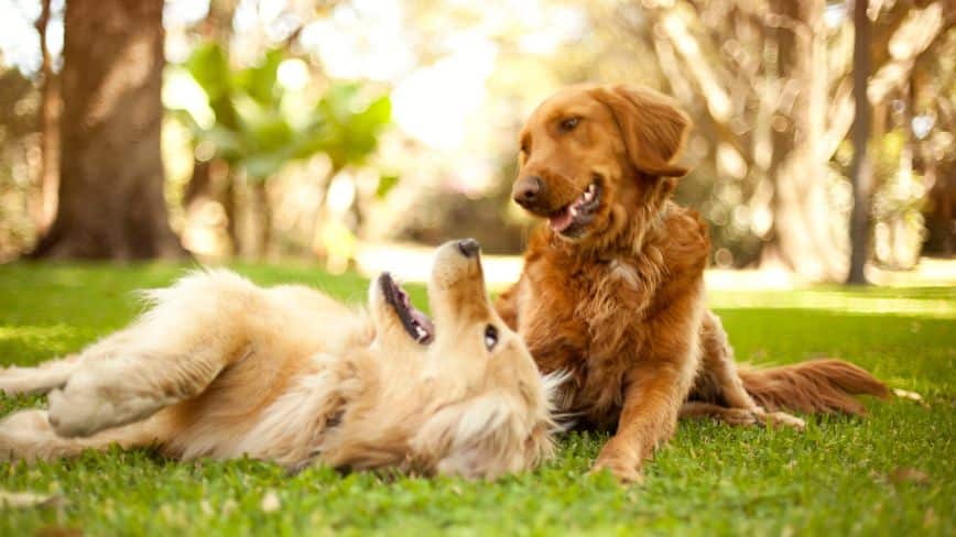 Understanding Causes Of Resource Guarding In Dogs - How To Get Dogs To Share Toys | Pawcool ™