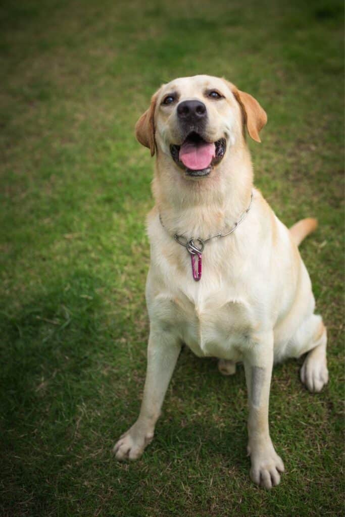 Yellow Labrador, Sitting In The Park.