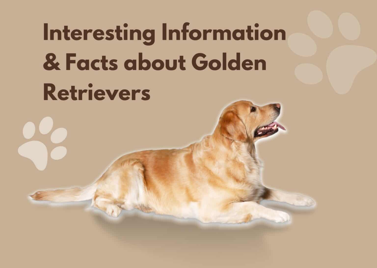 Interesting Information & Facts about Golden Retrievers