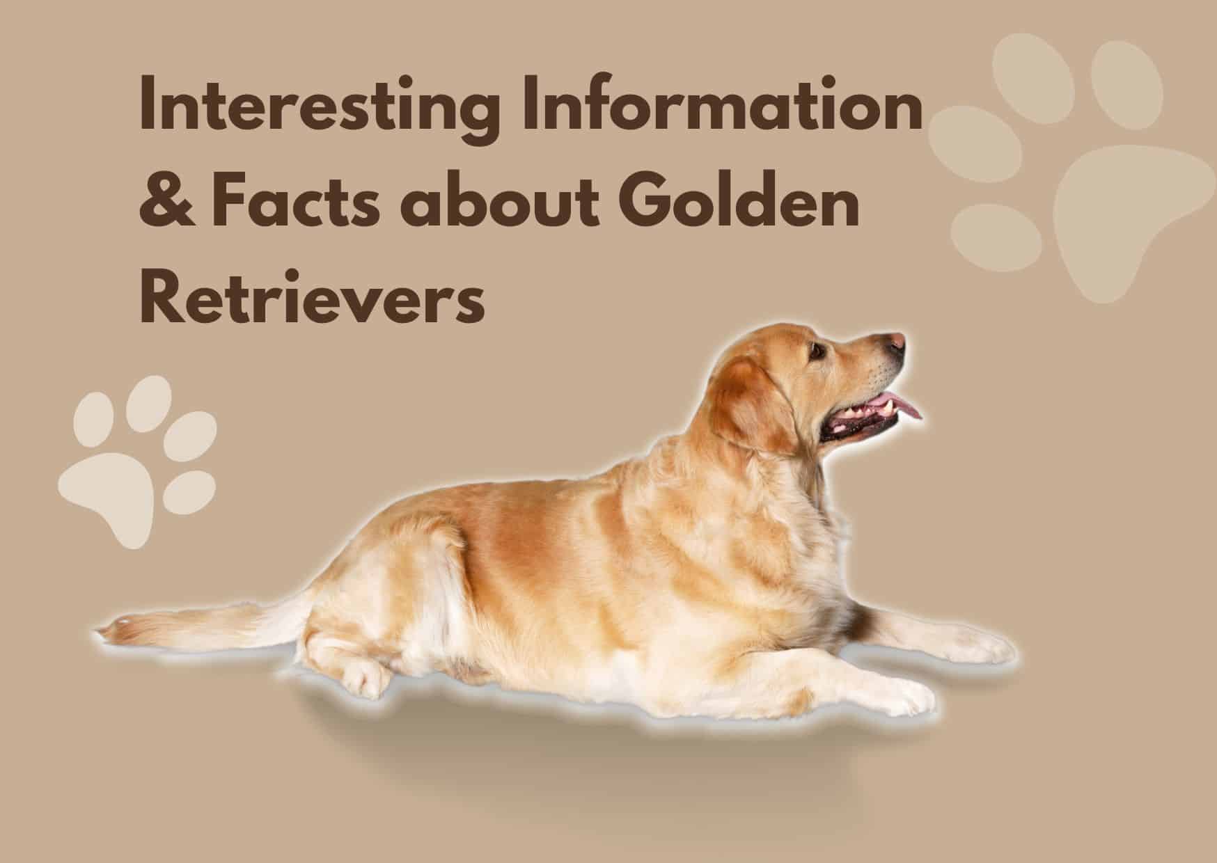 Interesting Information & Facts about Golden Retrievers