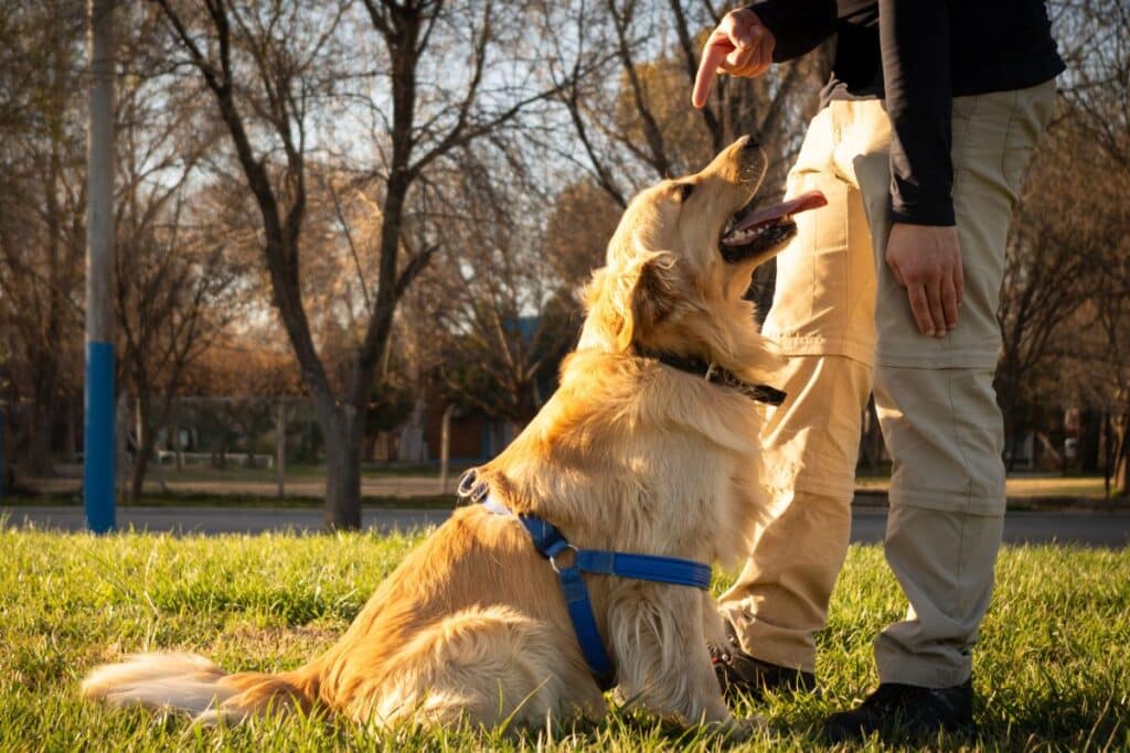 Training And Exercise For Golden Retriever