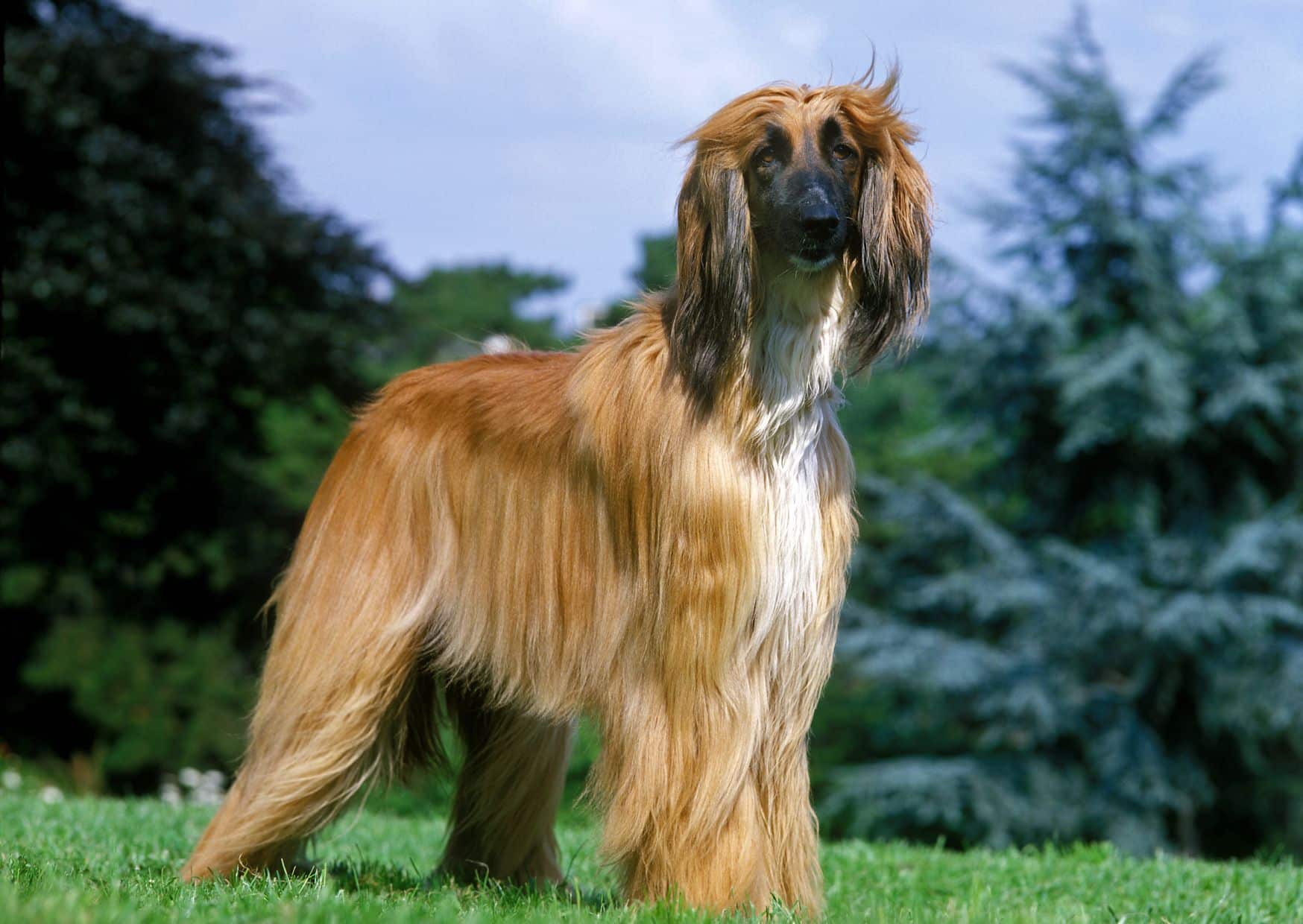 Characteristics Of The Afghan Hound - Facts About Afghan Hound | Pawcool ™