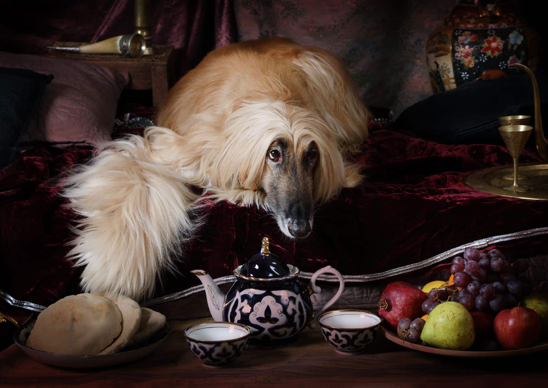 Common Health Problems In Afghan Hound - Facts About Afghan Hound | Pawcool ™
