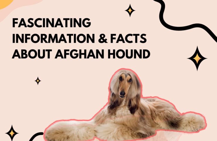 Fascinating Information & Facts About Afghan Hound