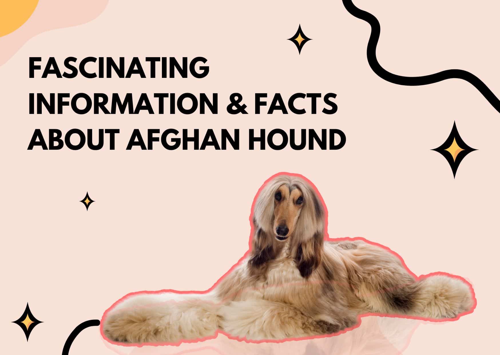 Fascinating Information & Facts About Afghan Hound