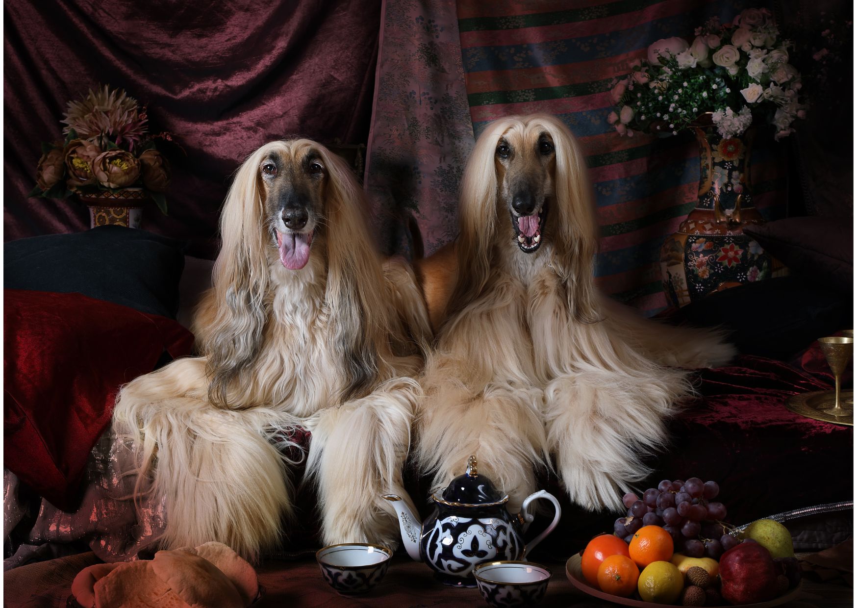 History Of The Afghan Hound - Facts About Afghan Hound | Pawcool ™