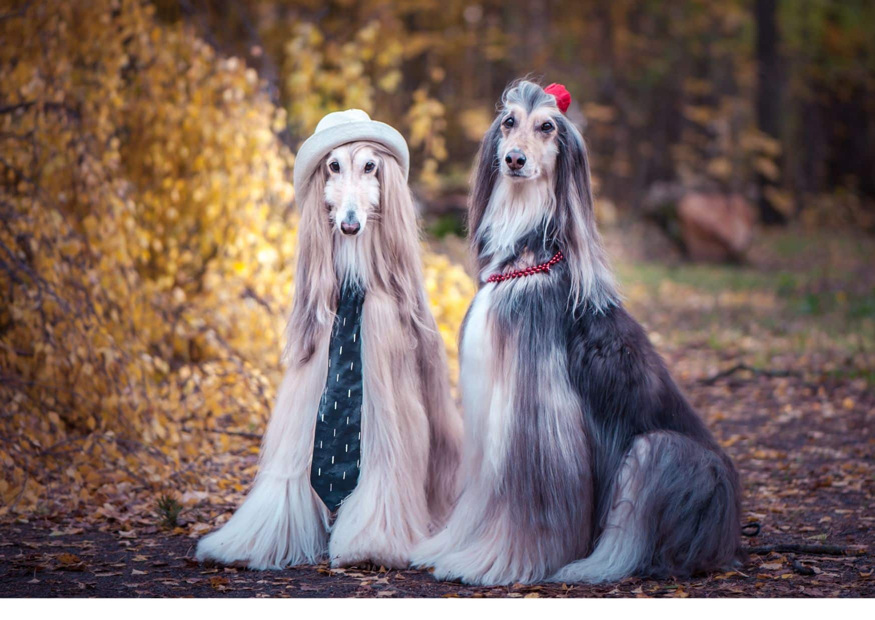 Interesting Facts About Afghan Hound - Facts About Afghan Hound | Pawcool ™