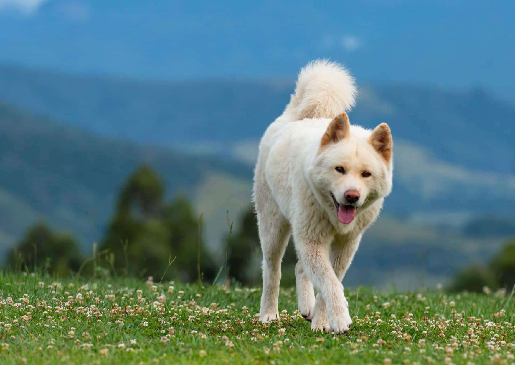 Origins And Historical Significance Of Akita - Akita Dog Breed | Pawcool ™