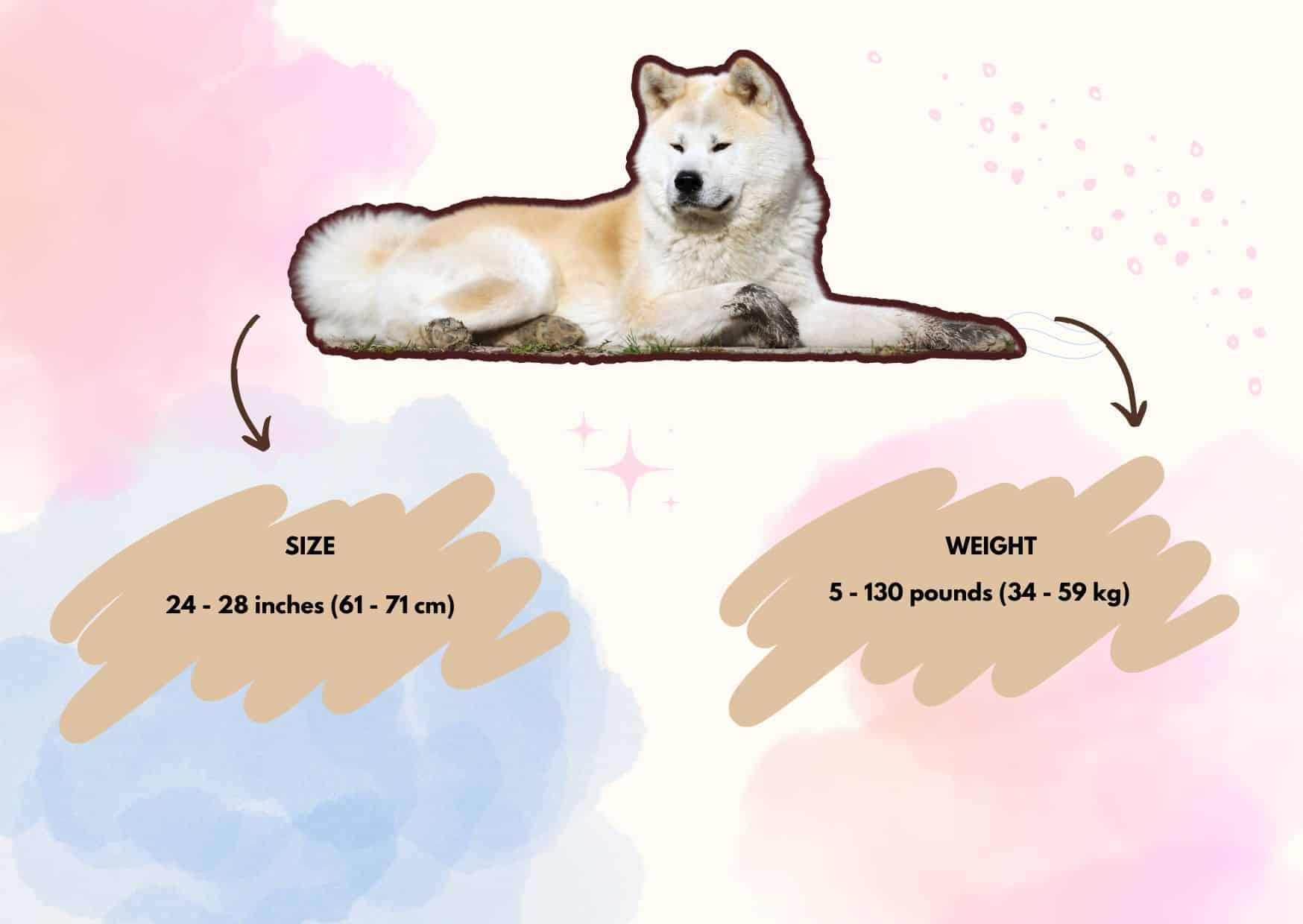 Physical Characteristics Of Akita - Akita Dog Breed | Pawcool ™