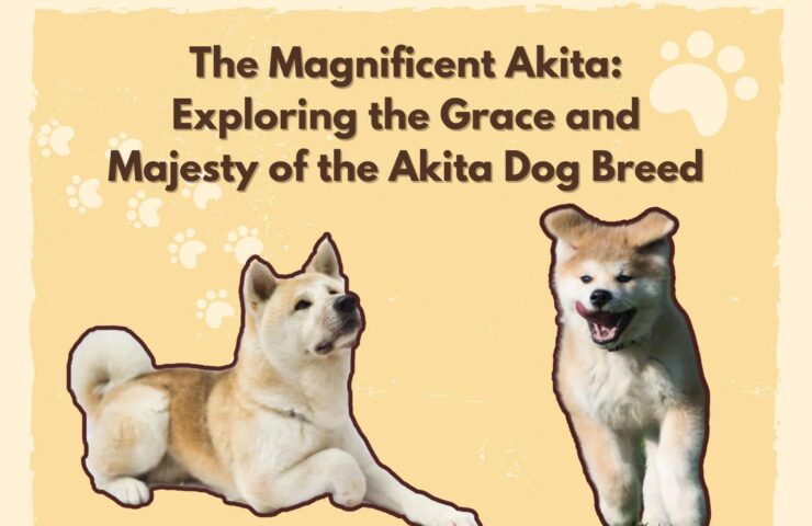 The Magnificent Akita Exploring the Grace and Majesty of the Akita Dog Breed