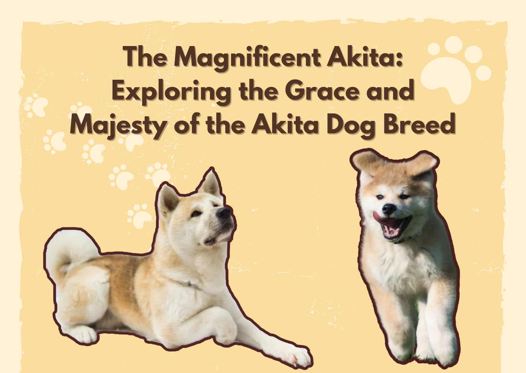 The Magnificent Akita Exploring the Grace and Majesty of the Akita Dog Breed
