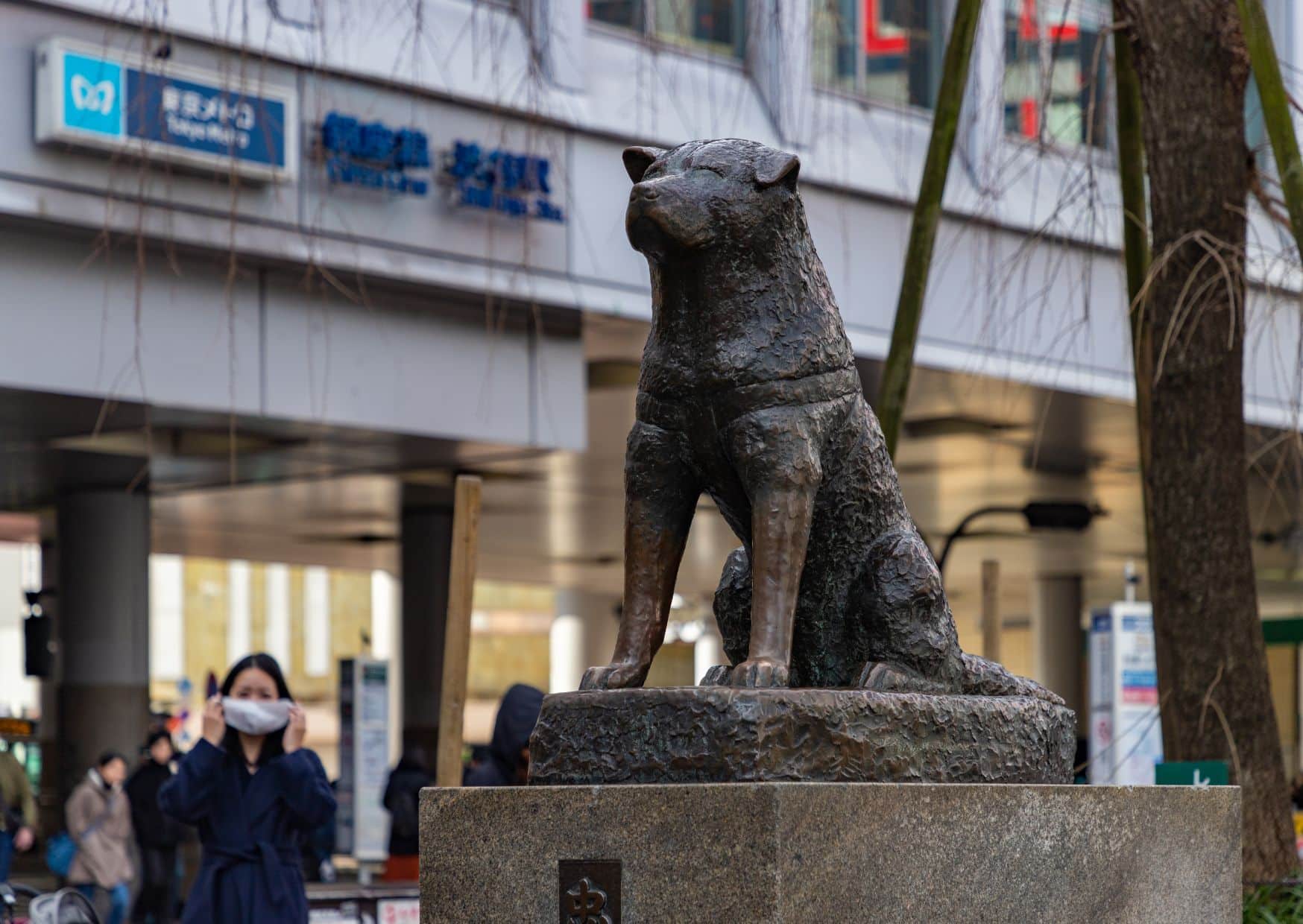 A Picture Of Hachiko Memorial Statue In Shibuya Tokyo - Akita Dog Breed | Pawcool ™