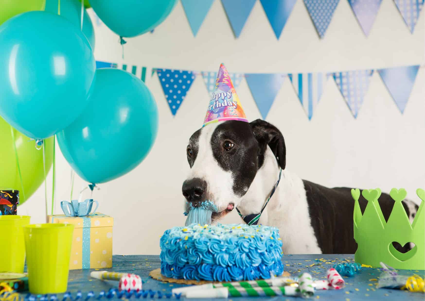 Capturing Memorable Moments - How To Celebrate Dogs Birthday | Pawcool ™