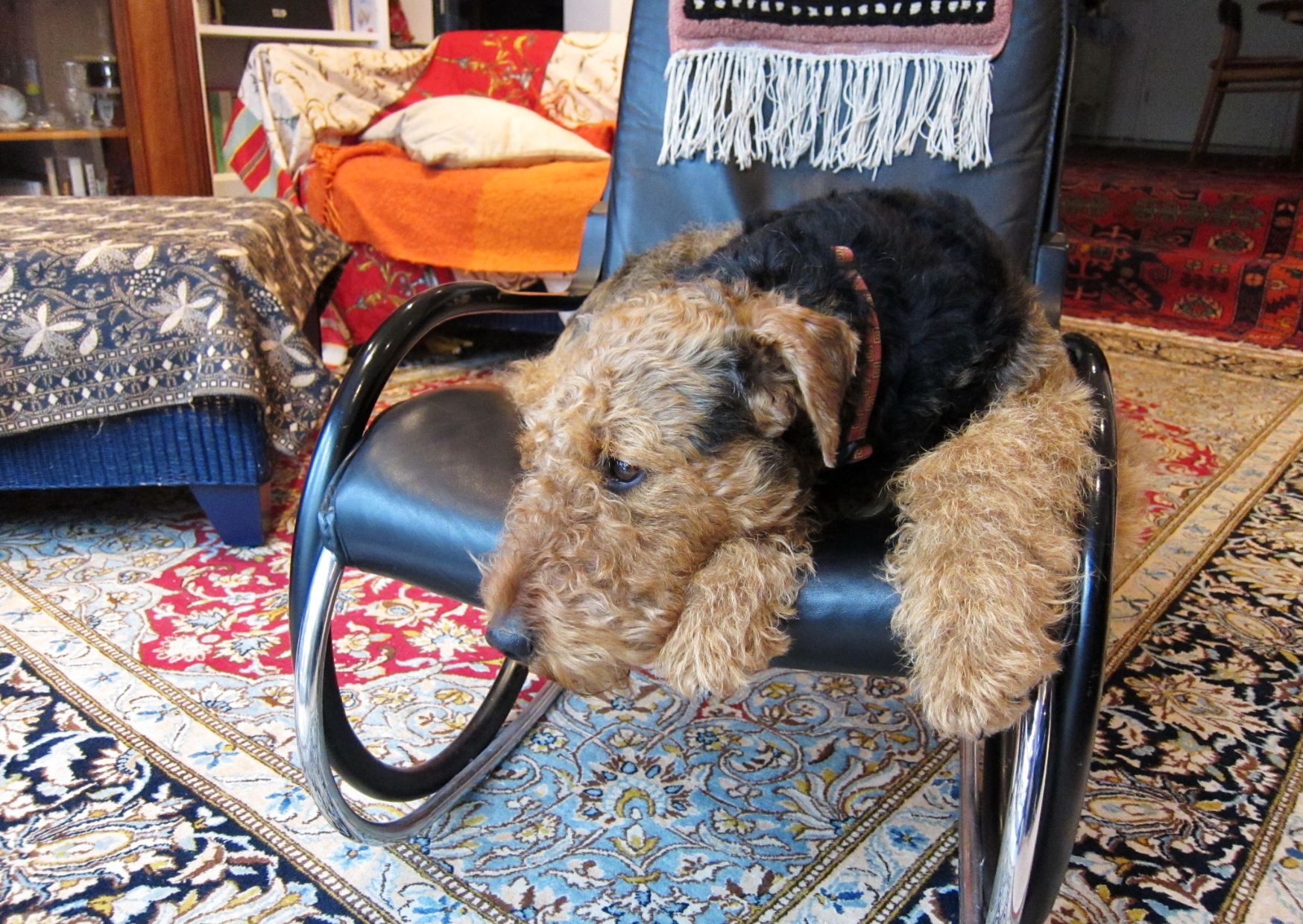 Common Health Issues - Airedale Terrier Dog | Pawcool ™