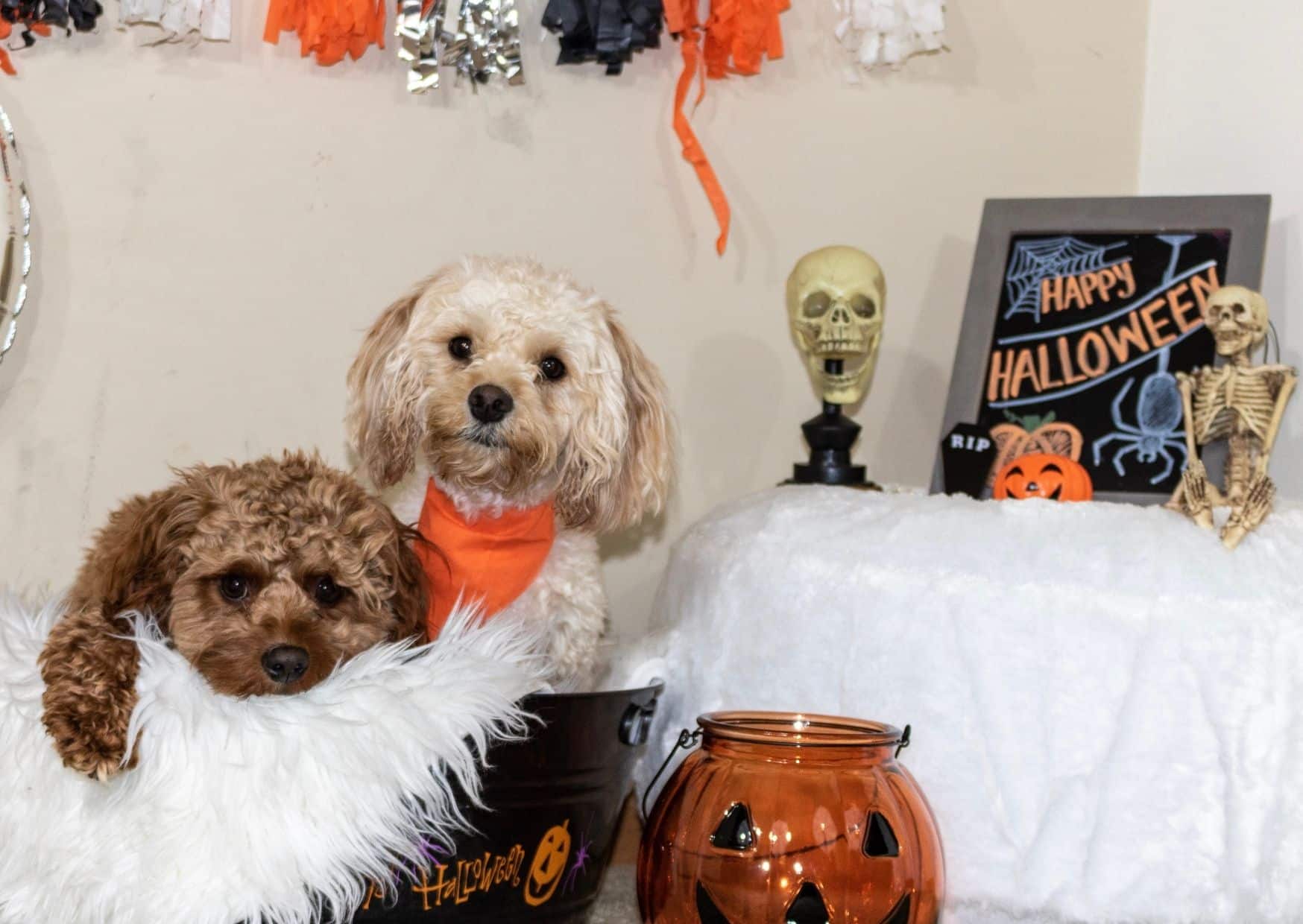 Decorate For A Spooktacular Dog Halloween Party - Halloween Party For Dogs | Pawcool ™