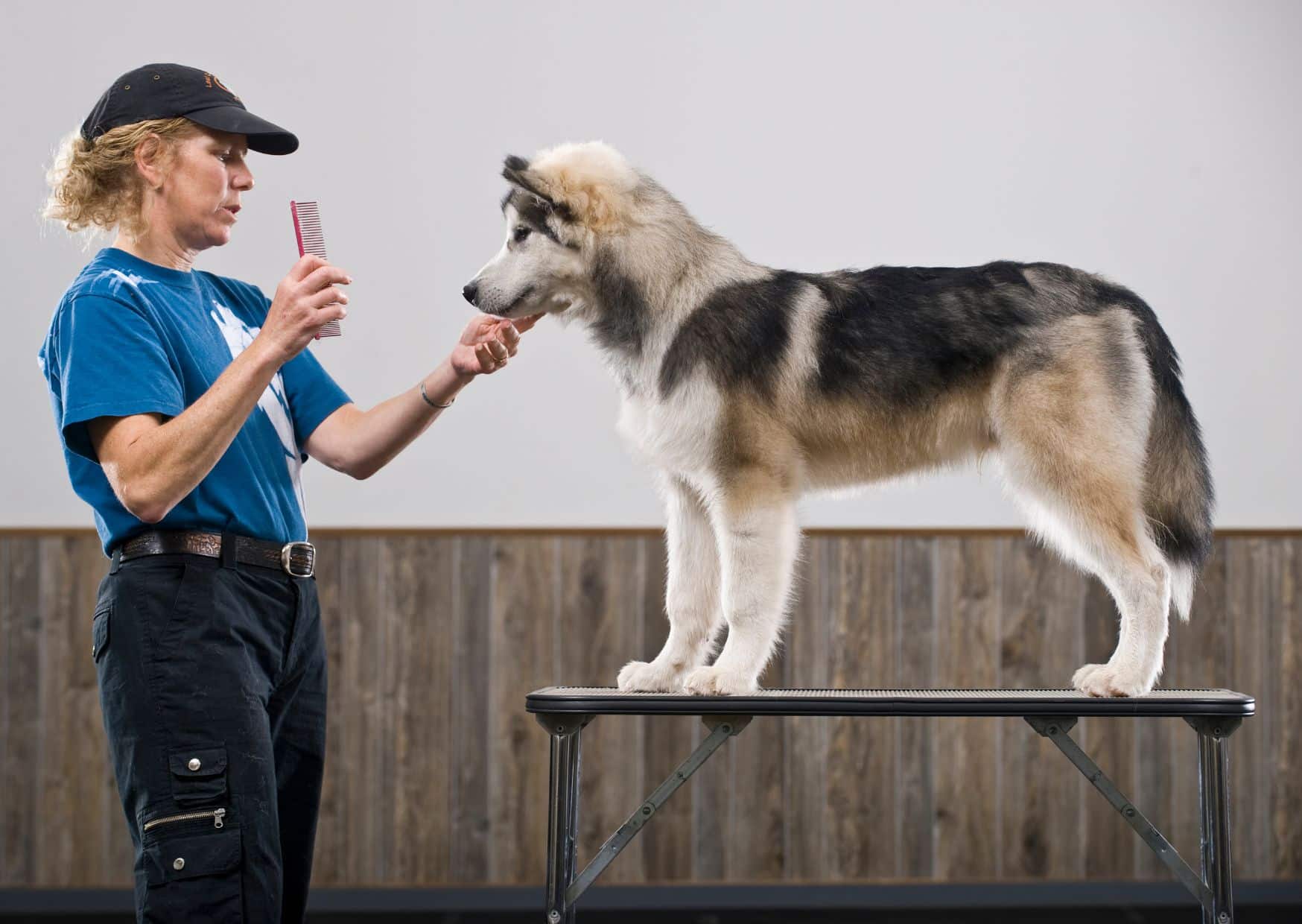 Grooming And Coat Care 1 - Alaskan Malamute Dog Breed | Pawcool ™
