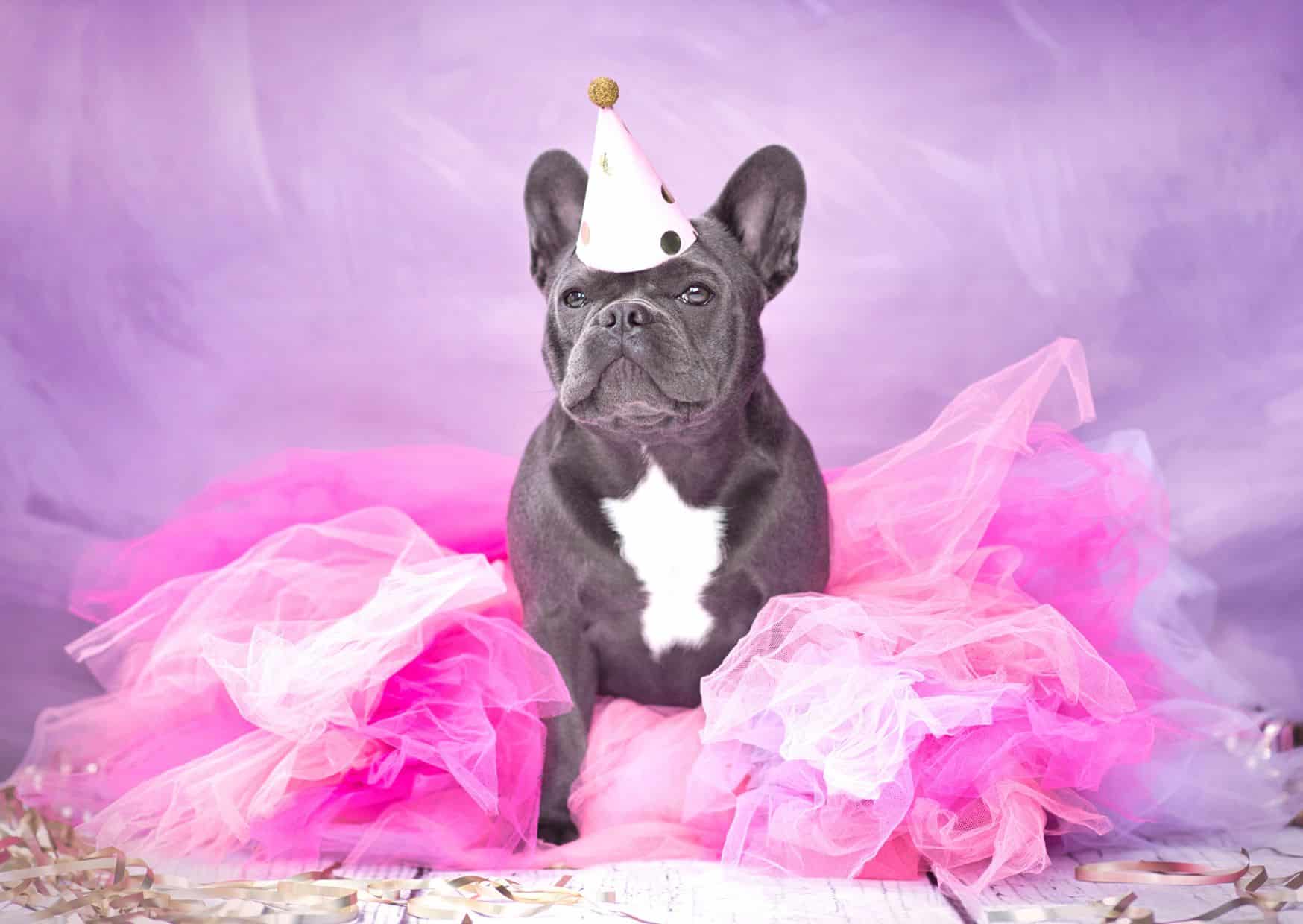 Grooming And Dressing Up - How To Celebrate Dogs Birthday | Pawcool ™