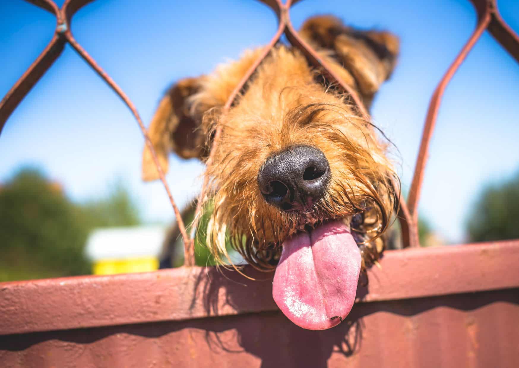 Interesting Facts About Airedale Terrier - Airedale Terrier Dog | Pawcool ™