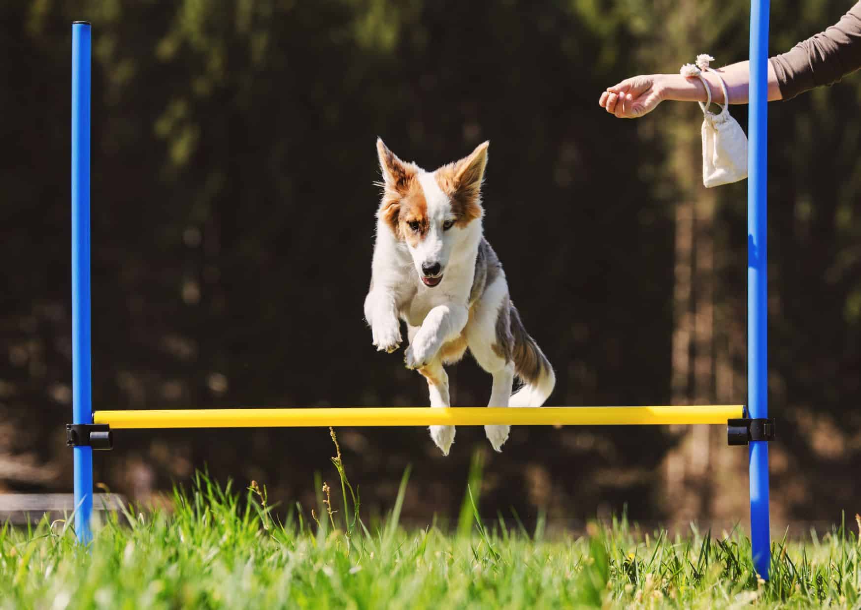 Obstacle Course Fun Setting Up A Canine Challenge - How To Celebrate Dogs Birthday | Pawcool ™