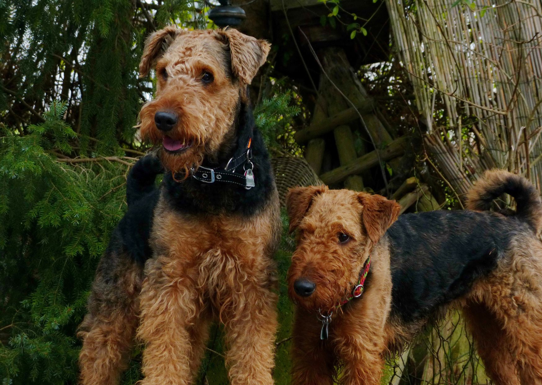 Origins And Historical Significance - Airedale Terrier Dog | Pawcool ™
