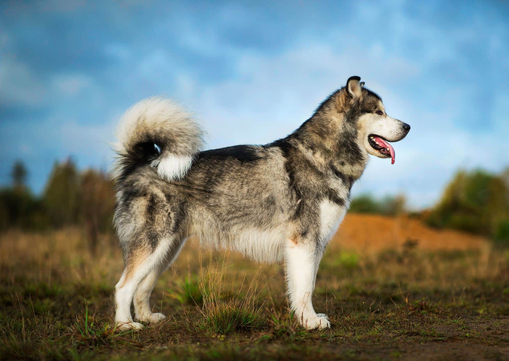Physical Characteristics 1 - Alaskan Malamute Dog Breed | Pawcool ™