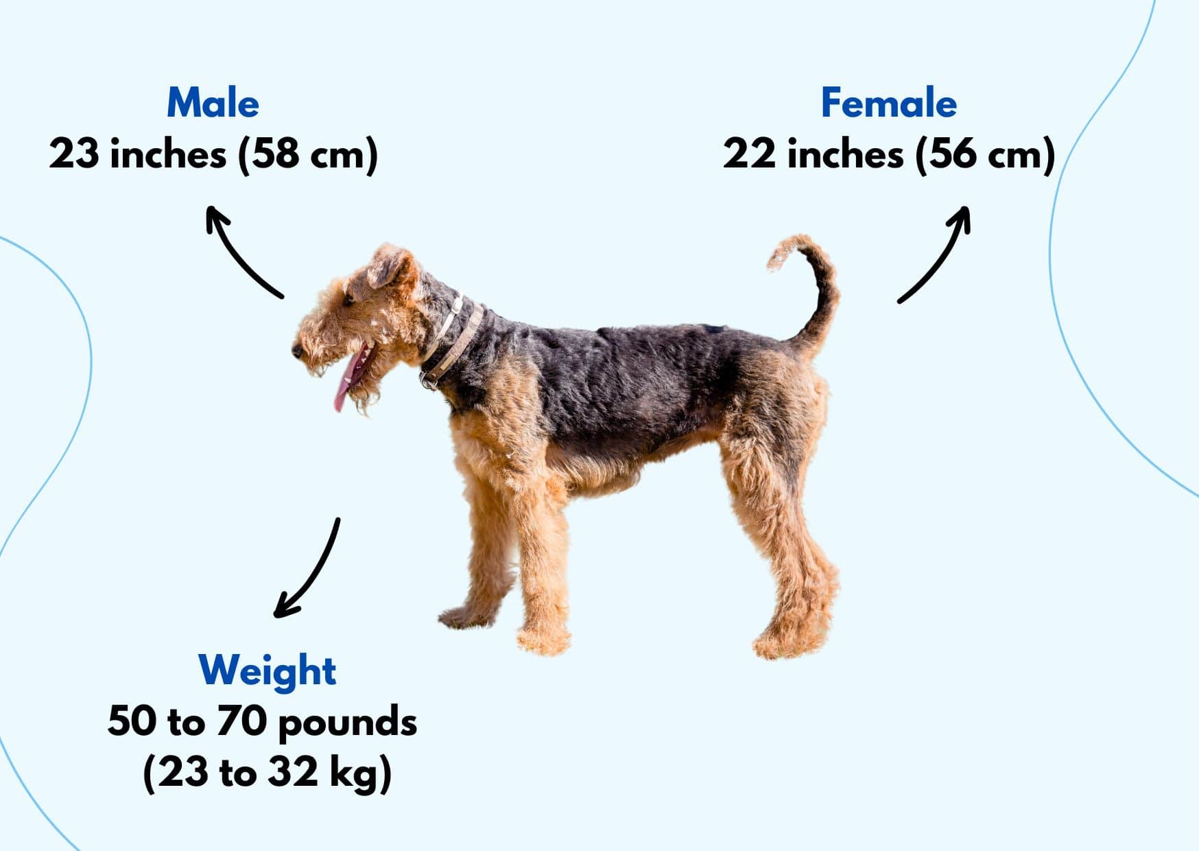 Physical Characteristics - Airedale Terrier Dog | Pawcool ™