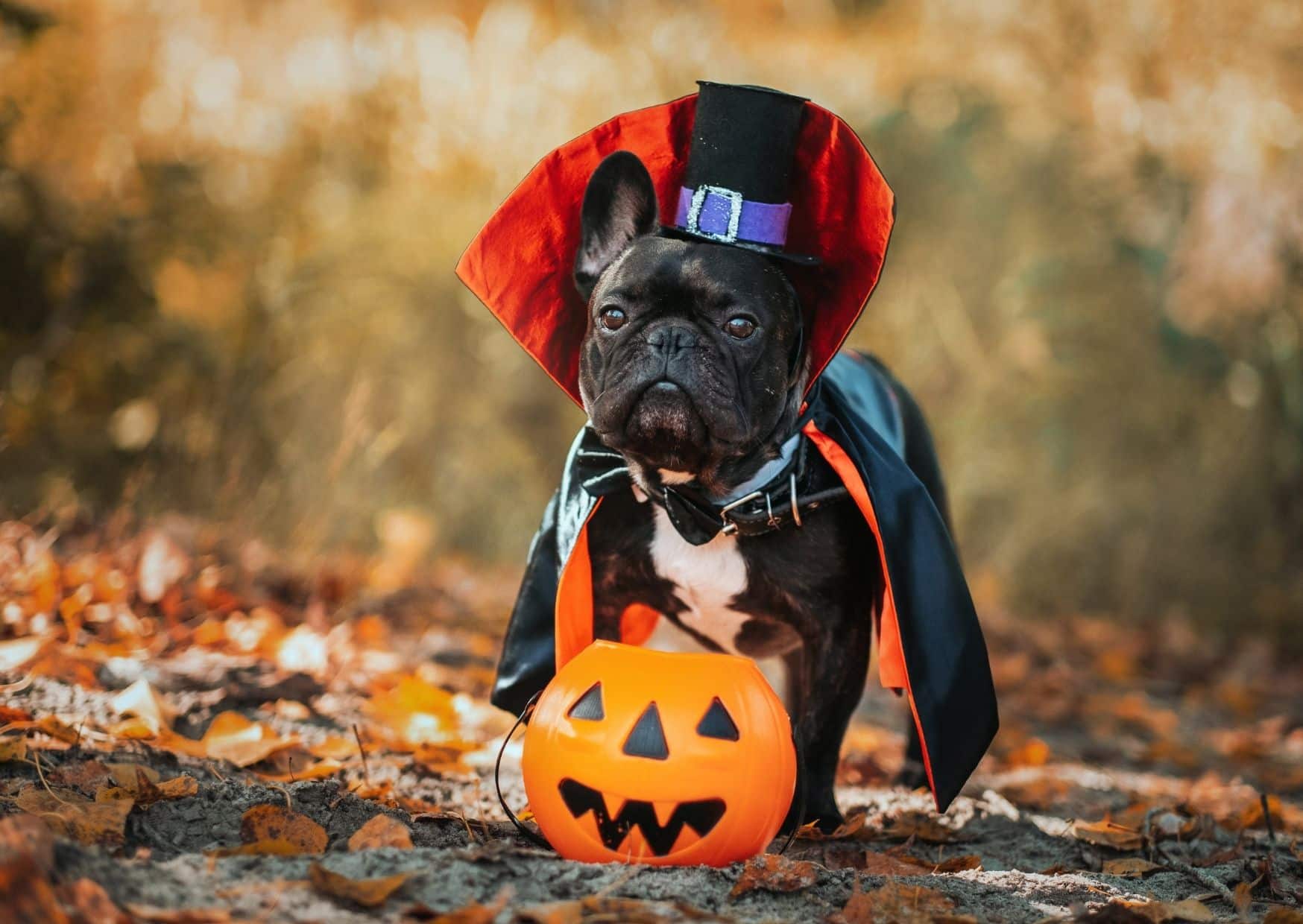Pick A Date And Time - Halloween Party For Dogs | Pawcool ™